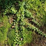 Gaultheria hispidula Blatt