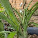 Bromelia karatas পাতা