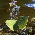 Piliostigma thonningii Folha