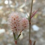 Trifolium arvense Floare