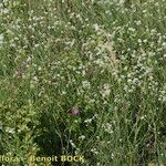 Asperula tinctoria 整株植物