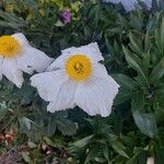 Romneya coulteri ফুল