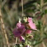 Sphaeralcea angustifolia Flor