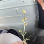 Artemisia campestrisFlower