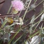 Cirsium arvenseFlower