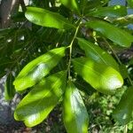 Cupaniopsis anacardioides Blatt