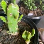 Opuntia maxima Blatt