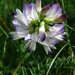 Astragalus alpinus Kvet