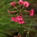 Primula japonica Flower