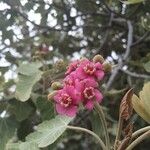 Ruizia cordata Floare