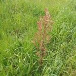 Atriplex hortensis Virág