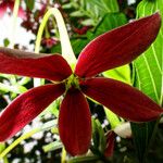 Combretum indicum Flor