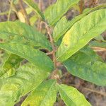 Wrightia tinctoria Leaf
