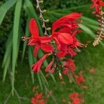 Crocosmia paniculata Virág