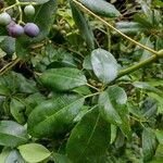 Cissus hypoglauca Leaf