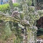 Cereus hildmannianus Folha