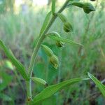 Epipactis bugacensis Vrucht