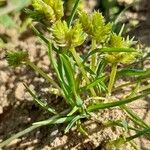 Cyperus squarrosus ᱛᱟᱦᱮᱸ