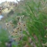 Luzula alpinopilosa Fruto