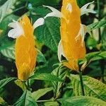 Pachystachys lutea Flower