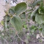 Ceanothus leucodermisLeaf