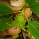 Heterotis rotundifolia Плод