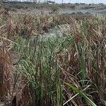 Typha domingensis Агульны выгляд