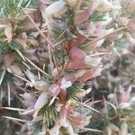Astragalus armatus Λουλούδι