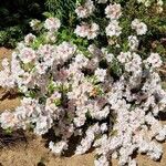 Rhododendron alabamense Blomma