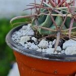 Echinocactus texensis Leaf