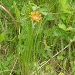 Agoseris aurantiaca موطن