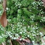 Sedum monregalense Blad