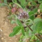 Phacelia mutabilis Flor