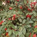 Cotoneaster coriaceus Leht