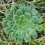 Saxifraga mutata List