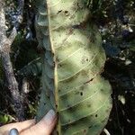 Elaeocarpus gummatus Folla