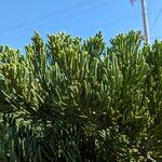 Juniperus chinensis Blad