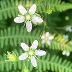 Saxifraga rotundifolia Flower