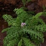 Cyathocline purpurea Habit