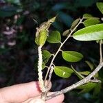 Paramachaerium gruberi Leaf