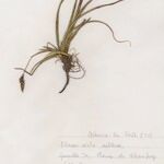 Carex ericetorum Агульны выгляд