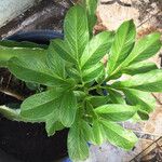 Amorphophallus paeoniifolius 葉