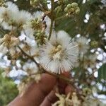 Albizia niopoides Flower