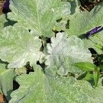 Salvia argentea Fuelha
