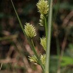 Cyperus rigens Blüte