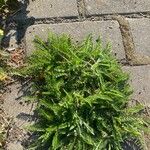 Achillea tomentosa Blad