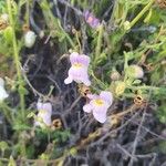 Antirrhinum charidemi 花