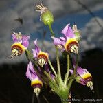 Primula clevelandii Агульны выгляд