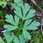 Petroselinum crispum Leaf