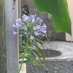 Agapanthus africanusFlower